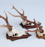 3 x groot REE GEWEI op houten schild