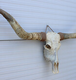 Grote schedel TEXAS STYLE LONGHORN 160 cm