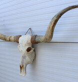 Grote schedel TEXAS STYLE LONGHORN 160 cm