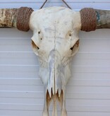 Grote schedel TEXAS STYLE LONGHORN 160 cm