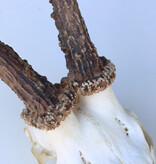 Mooi gebleekte schedel zesender REE GEWEI  - schedel - 460 gr