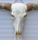 Grote schedel TEXAS STYLE LONGHORN 141 cm