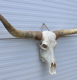 Grote schedel TEXAS STYLE LONGHORN 141 cm