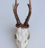 Zesender REE GEWEI  - schedel - 370 gr