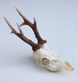 Zesender REE GEWEI  - schedel - 370 gr