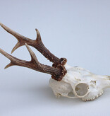 Zesender REE GEWEI  - schedel - 370 gr