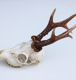 Zesender REE GEWEI  - schedel - 370 gr