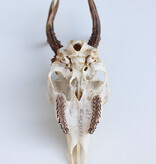 Zesender REE GEWEI  - schedel - 370 gr