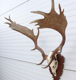 Groot DAMHERT GEWEI op bewerkt houten schild - Ref. SDE
