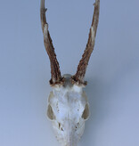 Zesender REE GEWEI  - schedel - 382 gr