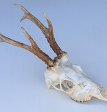 Zesender REE GEWEI  - schedel - 382 gr