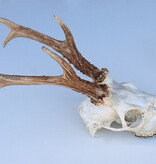 Zesender REE GEWEI  - schedel - 382 gr