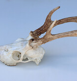 Zesender REE GEWEI  - schedel - 382 gr