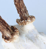 Zesender REE GEWEI  - schedel - 382 gr