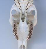 Zesender REE GEWEI  - schedel - 382 gr