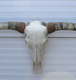Grote schedel TEXAS STYLE LONGHORN 170 cm