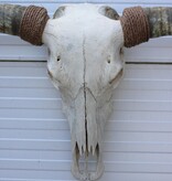 Grote schedel TEXAS STYLE LONGHORN 170 cm