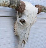 Grote schedel TEXAS STYLE LONGHORN 170 cm