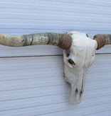 Grote schedel TEXAS STYLE LONGHORN 170 cm