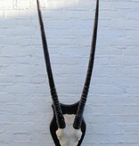 Grote SPIESBOK / ORYX met gepolijste hoorns