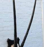 Grote SPIESBOK / ORYX met gepolijste hoorns