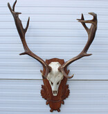 Groot Hongaars DAMHERT GEWEI op bewerkt houten schild