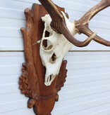 Groot Hongaars DAMHERT GEWEI op bewerkt houten schild