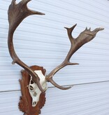 Groot Hongaars DAMHERT GEWEI op bewerkt houten schild