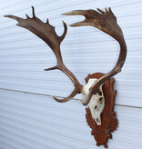 Groot Hongaars DAMHERT GEWEI op bewerkt houten schild