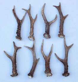 8 stangetjes REE GEWEI 18-21 cm - Ref. G