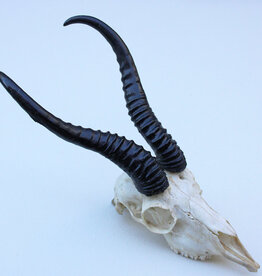 Schedel SPRINGBOK compleet met kiezen - ref. O