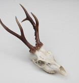 Zesender REE GEWEI  - schedel - 365 gr - stanglengte 22 cm