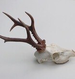 Zesender REE GEWEI  - schedel - 365 gr - stanglengte 22 cm