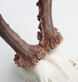 Zesender REE GEWEI  - schedel - 365 gr - stanglengte 22 cm