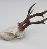 Zesender REE GEWEI  - schedel - 365 gr - stanglengte 22 cm