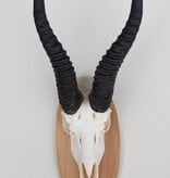 Schedel SPRINGBOK op houten schild