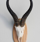 Schedel SPRINGBOK op houten schild