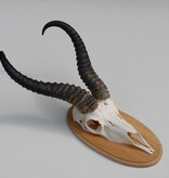 Schedel SPRINGBOK op houten schild