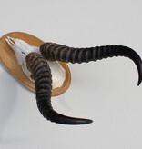 Schedel SPRINGBOK op houten schild