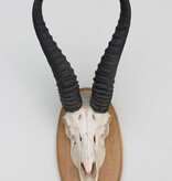 Schedel SPRINGBOK op houten schild