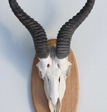 Schedel SPRINGBOK op houten schild