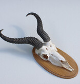 Schedel SPRINGBOK op houten schild