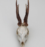 Zesender REE GEWEI  - schedel  448 gr - stanglengte 21-22 cm