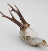 Zesender REE GEWEI  - schedel  448 gr - stanglengte 21-22 cm