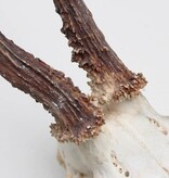 Zesender REE GEWEI  - schedel  448 gr - stanglengte 21-22 cm