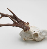 Zesender REE GEWEI  - schedel  448 gr - stanglengte 21-22 cm