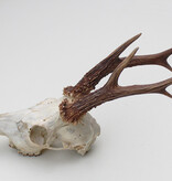 Zesender REE GEWEI  - schedel  448 gr - stanglengte 21-22 cm