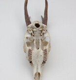 Zesender REE GEWEI  - schedel  448 gr - stanglengte 21-22 cm