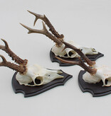 3 x groot REE GEWEI op houten schild