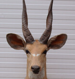 Opgezette KOP BUSHBUCK antilope